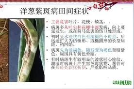 洋葱常见病害——洋葱紫斑病视频封面