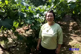 葡萄树落果为什么严重呢，是什么原因引起的呢？视频封面