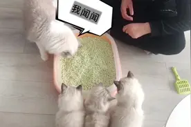 铲屎官亲自教导布偶奶猫埋屎？布偶猫妈妈浮夸埋屎的亚子好蠢啊！视频封面