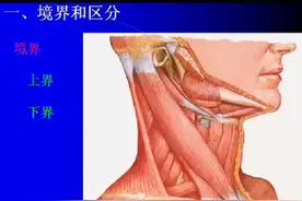 中山大学人体解剖学第五集（颈部解剖）视频封面