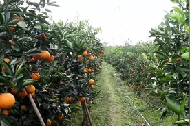 血橙之乡：四川资中，塔罗科血橙全国排名第一，整座山全部都是！视频封面