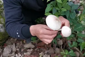 睛睛在山上发现两朵特大的白色蘑菇，不知道能不能吃，看样子有毒视频封面