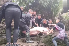 500多斤的大肥猪，10几个人差点没有按住，你们那杀猪和这一样吗视频封面