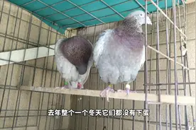 如何分辨鸽子公母？河南巩义姑娘听鸽子叫声分辨，简单又好记视频封面