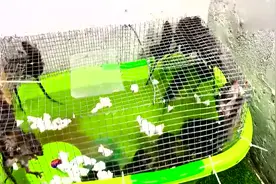 洗澡盆都能用来制作老鼠陷阱，效果杠杠的，都快装不下了视频封面