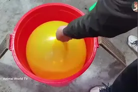 用气球和塑料桶做的捕鼠陷阱图片