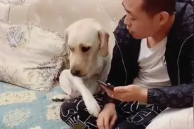 拉布拉多饿了要吃饭，它是这样告诉主人的，这狗成精了吧