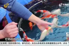 他自学技术创立养殖基地，各色锦鲤寓意满满，快来看看有啥秘诀