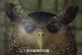 8种被证明真实存在的神秘生物视频封面