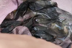 不走寻常路，广东佛山养殖户养殖清道夫比草鱼赚钱视频封面