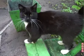 流浪猫：流浪黑猫自带白手套，黑白分明可爱至极