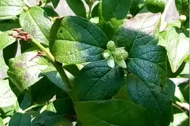 野莓种植培养，过程中管理技术!视频封面