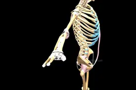 医学视频科普：人体206块骨头是怎么组整个人体骨架？一起来看看视频封面