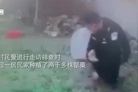 不得行！听说罂粟苗好吃，开封村民在家偷摸种下2035株罂粟视频封面