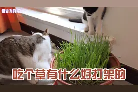 主人用樱桃逗猫，结果猫却为吃草打了起来？樱桃：终究扛下了所有