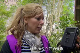 自然界的恶魔：南非豪猪长着一排排针状尖刺，受到威胁时会竖起视频封面