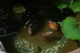鱼缸到底能不能24小时开灯，这个视频给你答案，我没说是正确答案视频封面