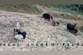 羊为什么喜欢在山上过夜，不回羊舍视频封面