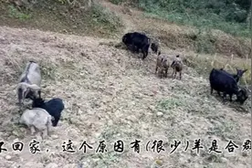 羊为什么喜欢在山上过夜，不回羊舍视频封面