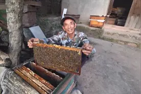 蜜蜂一般都不蜇养蜂人，你知道原因么，40多年的老蜂农告诉你答案视频封面