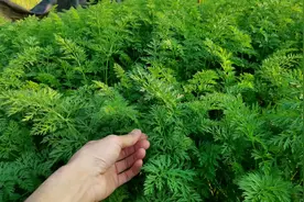 家里种有胡萝卜吗？拔的时候叶子不要扔，了解一下有哪些好处视频封面