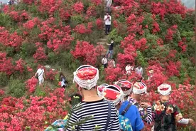 来吧来吧 大高山万亩映山红 因你而更加美丽！视频封面