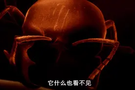 纪录片：兵蚁是最大的，它们负责保护蚁群