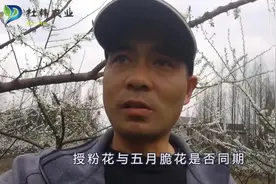 三月李花白如雪，大家看到的是风景，阿杜看到的却还有不同之处。