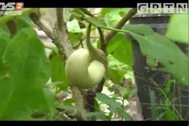 我爱返寻味：白茄子还能生吃，白茄子跟紫茄子有啥不同？了解下视频封面
