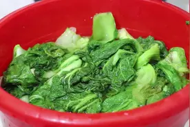 跟妈妈学做正宗的四川酸菜，酸爽开胃，用来煮汤，做酸菜鱼都好吃