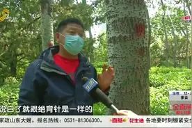 又到杨柳飞絮时，济南采取多项“硬核”措施，摆脱春天“小烦恼”视频封面