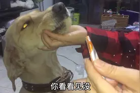 金毛狗吃剩饭严重拉稀了，狗狗生病时候特粘人。视频封面