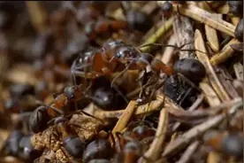冬天刚过，蚂蚁们便簇拥着蚁后爬出来晒日光浴，蚁皇后居然有很多视频封面