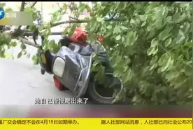 江苏南通：大风刮倒行道树，路过女子不幸中招，脸色煞白！视频封面