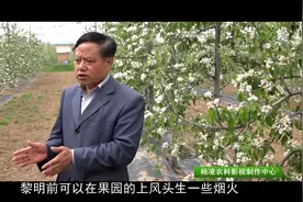 3、4月份容易出现倒春寒，严重影响苹果坐果率，专家教你如何防寒视频封面