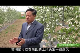 3、4月份容易出现倒春寒，严重影响苹果坐果率，专家教你如何防寒视频封面