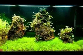 鱼缸放3块石头，就致敬经典啦？不过草缸景观做起来确实方便