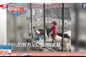 狗狗亲身示范：当99%的努力遇上1%的天赋 努力吧！别连狗都不如…视频封面