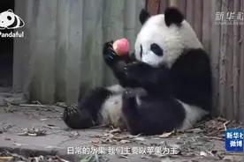 大熊猫除了竹子还吃啥图片