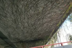 桥下的爬山虎，是很好的建筑景观植物，再过几年更好看了视频封面