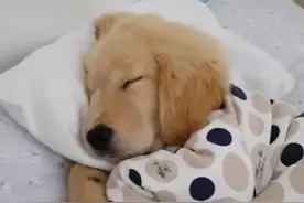 又暖又沙雕的大金毛合集，看完了就知道为什么大家都爱金毛了​