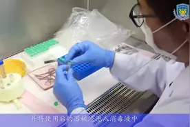 视频|非洲猪瘟病毒检测操作规程视频封面