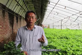 种植红薯，前期需了解粪的“秉性”，大多农民都因选错导致产量低