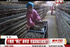 长治：小鹌鹑“孵化”新希望，致富路越走越宽广|都市110视频封面