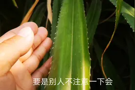 全身长满刺，南方随处可见野菠萝，它还有着很好的用途还不知道吧视频封面