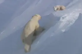 可爱的小熊，怎能忍心伤害它们