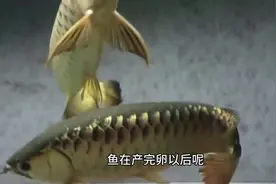 为什么金龙鱼价格少则几千多则几万？揭秘金龙鱼繁殖全过程！