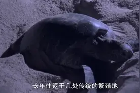 蓝色星球：雄性海龟终生生活在海里，而雌性海龟则需要上岸产卵视频封面