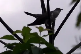 小时候在农村经常听到布谷鸟的叫声视频封面