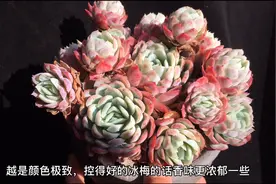 18种带香味的多肉，光照越充足养得越好，香味越浓。你养了几种视频封面